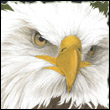 ygyse's Avatar