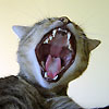 israfaceXac's Avatar